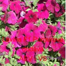 Petúnie velkokvětá převislá Lavina F1 Purpurová