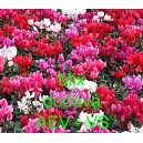 Brambořík perský Mix