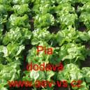 Salát hlávkový Pia